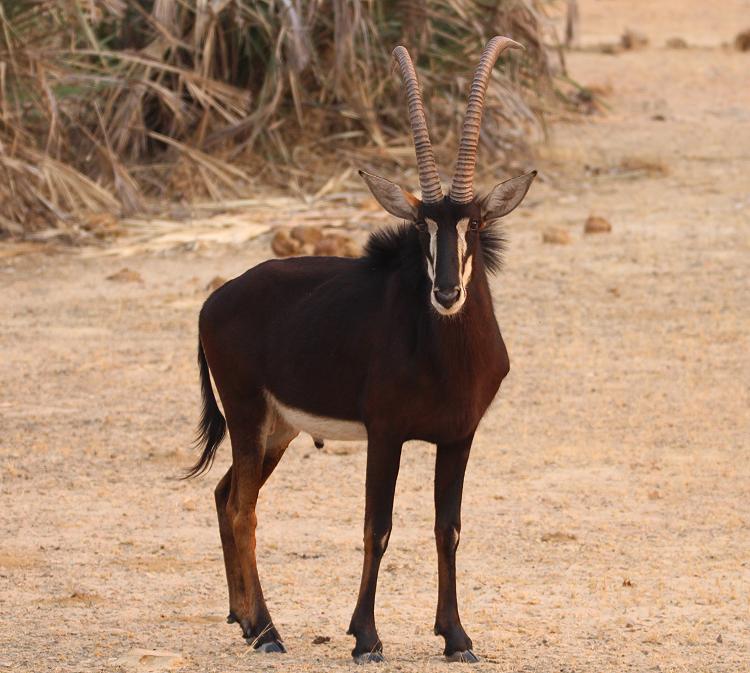 Rappenantilope (Hippotragus niger)