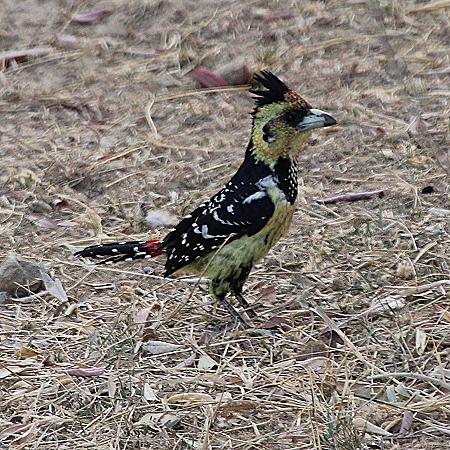 Hauben-Bartvogel (Trachyphonus vaillantii)