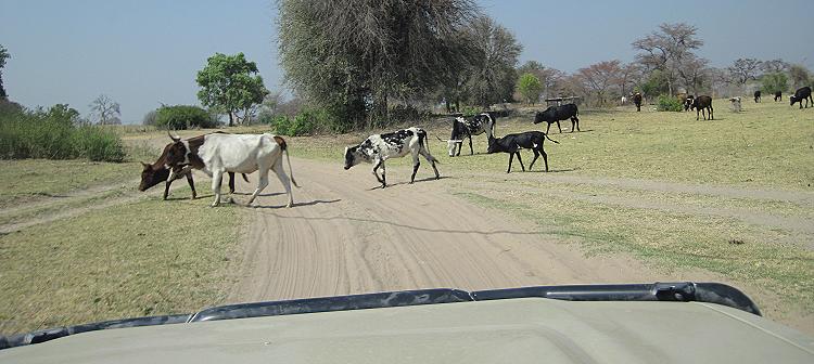 Caprivi