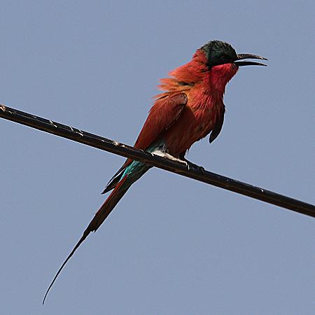 Südl. Kaminspint (Merops nubicus coides)