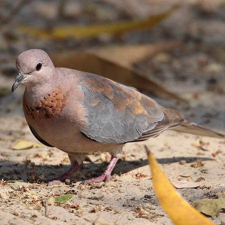 Palmtaube (Spilopelia senegalensis, Syn.: Streptopelia senegalensis)