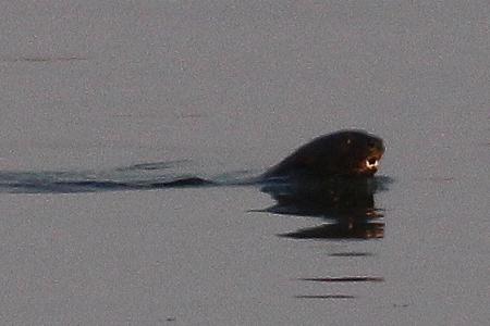 Fleckenhalsotter (Hydrictis maculicolli)