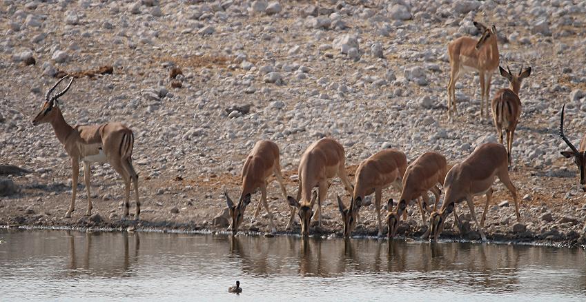 Schwarznasen-Impala (Aepyceros melampus petersi)