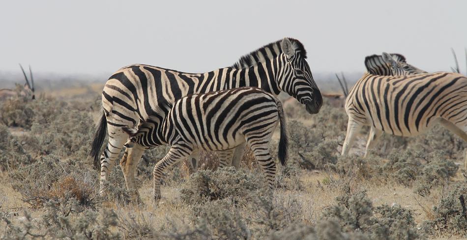 Steppenzebra (Equus quagga)