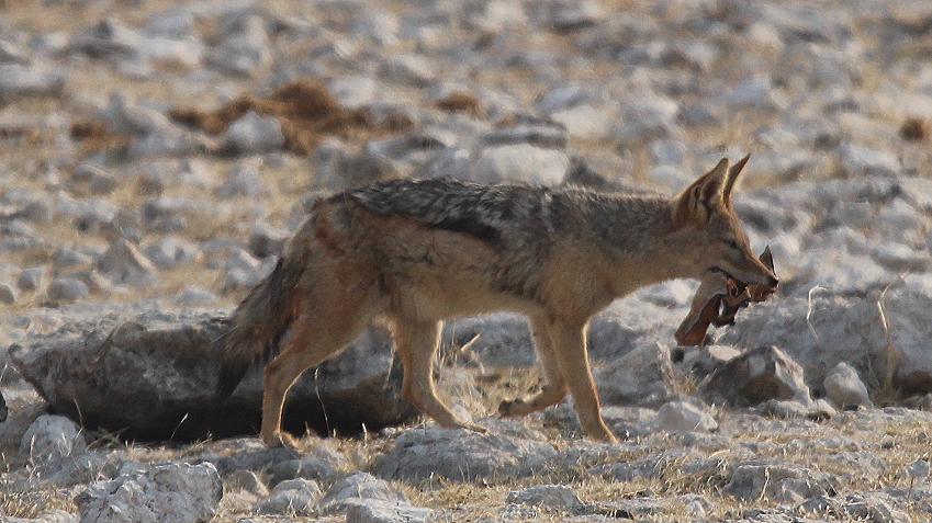 Schabrackenschakal (Canis mesomelas)