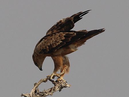 Raubadler (Aquila rapax)