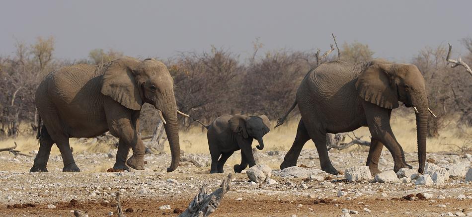 Afrikanische Elefant (Loxodonta africana)