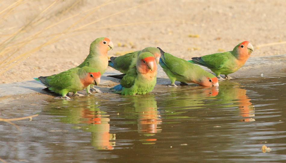 Rosenköpfchen (Agapornis roseicollis)