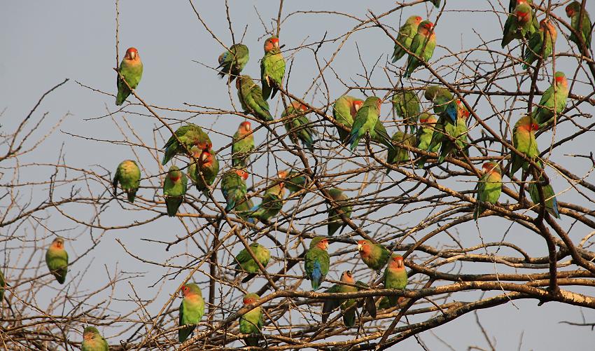 Rosenköpfchen (Agapornis roseicollis)