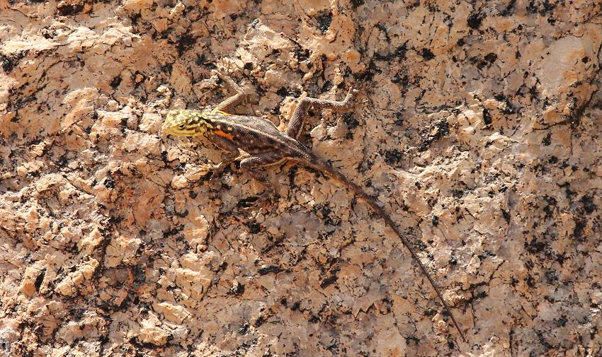 Namib rock agama (Agama planiceps) Weibchen