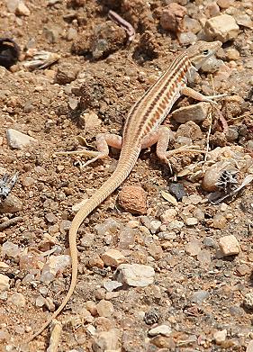 Langschwanzeidechse (Latastia longicaudata)