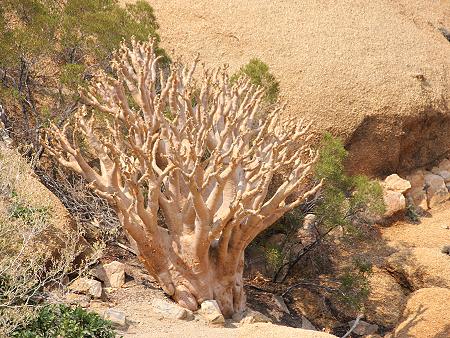 Spitzkoppe