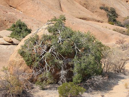 Spitzkoppe