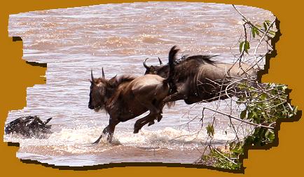 Gnus springen in den Mara River, Masai Mara