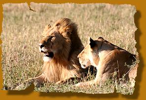 Löwenpärchen in der maasai Mara