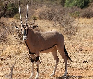 Beisa Oryx, Oryx beisa, Samburu Reservat