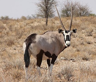 Spießbock, Oryx gazella, Gemsbok