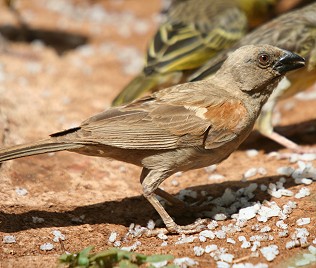 Papageischnabelsperling, Ppasser gongonensis, Parrot-Billed Sparrow