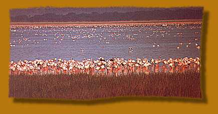 Flamingos säumen das Ufer des Lake Nakuru