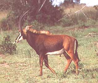 Rappenantilope, Hippotragus niger