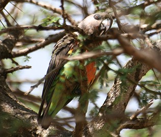 Rotbauchpapagei, Tsavo Ost national Park