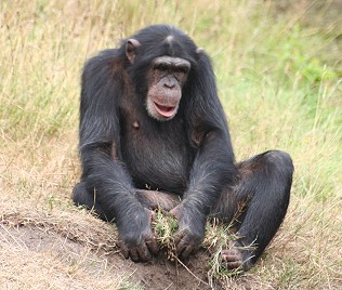 Schimpanse; in der Zuchtanlage in Hodenhagen!