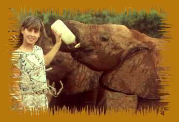 Jenny füttert die Waisenelefanten