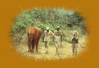 Spaziergang mit Elefanten, mitten im Tsavo Ost