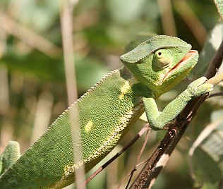 Sporenchamäleon, Tsavo Ost