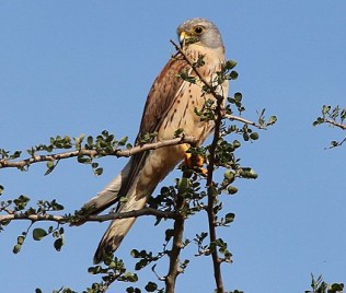Turmfalke 1,0 (Falco tinnunculus)