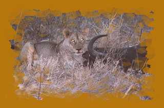 Löwin mit getötetem Büffel, Nachts im Tsavo Ost National Park