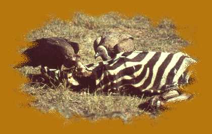 Geier an einem toten Zebra, Lake Nakuru National Park