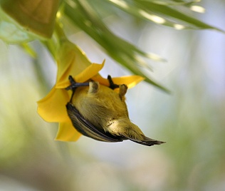 Waldnecktarvogel (antrepptes collaris) Collared Sunbird