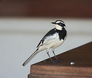 Witwenstelze Motacilla capensis, African Pied Wagtail