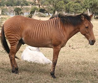 Zebroid, Sangare Ranch