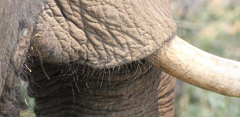 elephant, mana pools - Zimbabwe