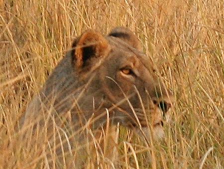 Löwen im Mana Pools National Park