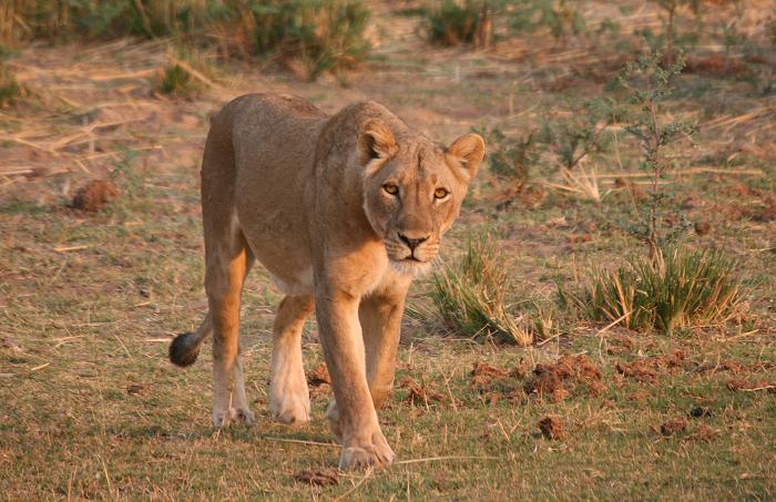 Löwen im Mana Pools National Park