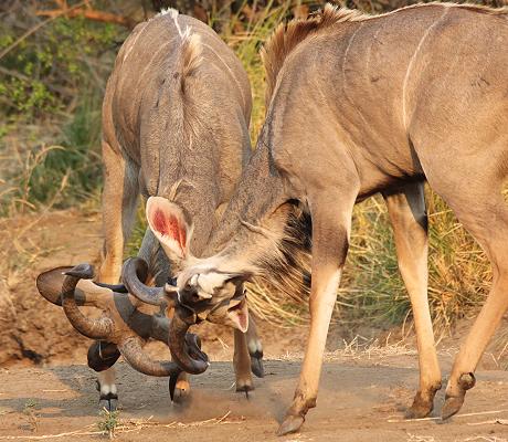 Große Kudus - Ruckomechi, Simbabwe