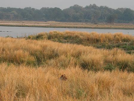 Löwen im Mana Pools National Park