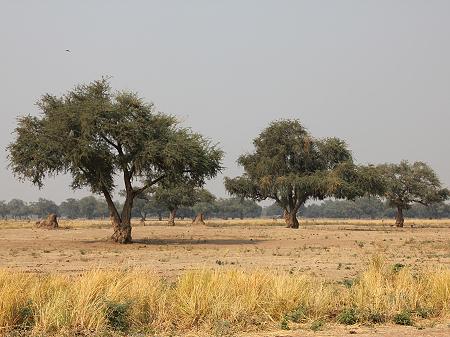 bush walk with Henry Bandure - Mana Pools National Park