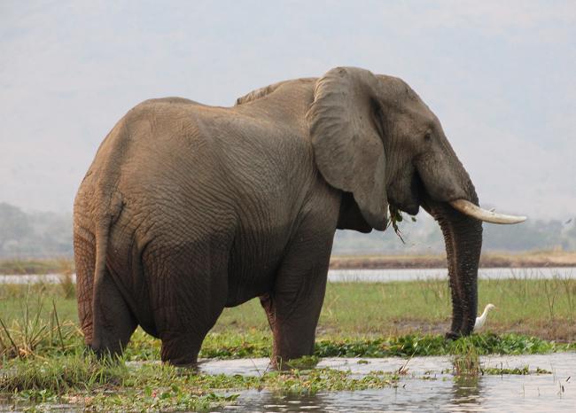 mit dem Kanu auf dem Zambesi, mana pools canoe trail