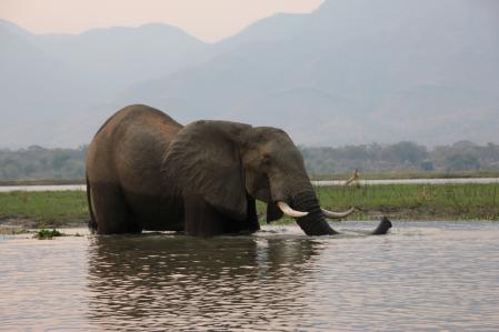 mit dem Kanu auf dem Zambesi, mana pools canoe trail