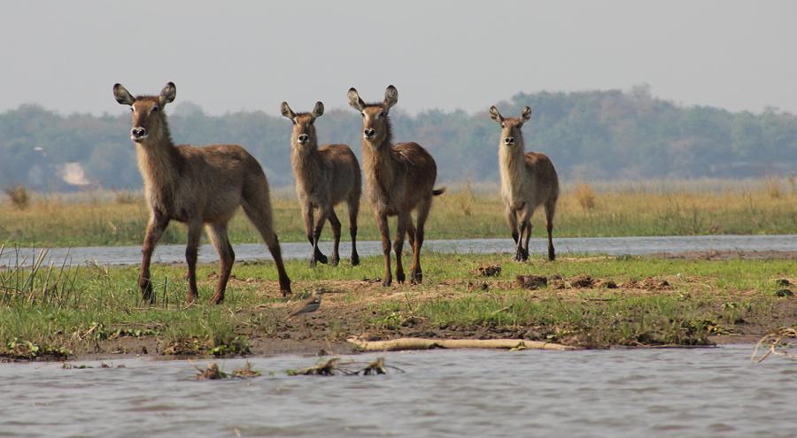 mit dem Kanu auf dem Sambesi, mana pools canoe trail