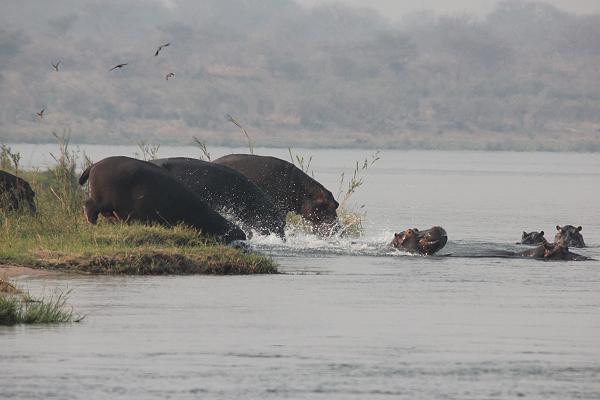 mit dem Kanu auf dem Sambesi, mana pools canoe trail