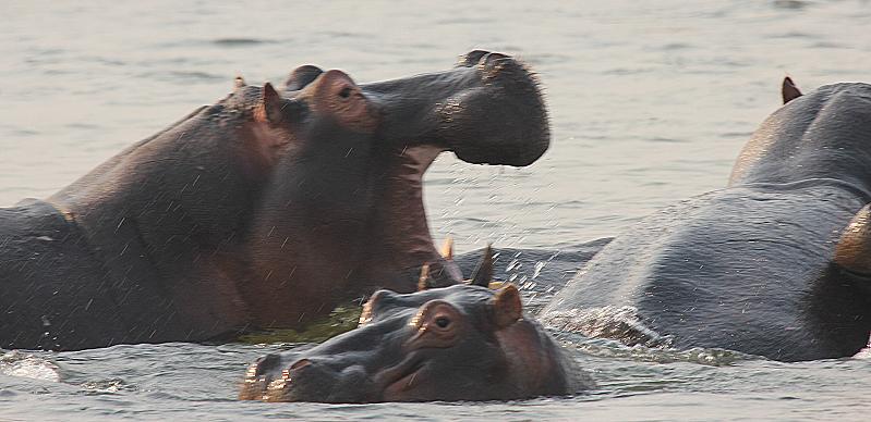 mit dem Kanu auf dem Sambesi, mana pools canoe trail