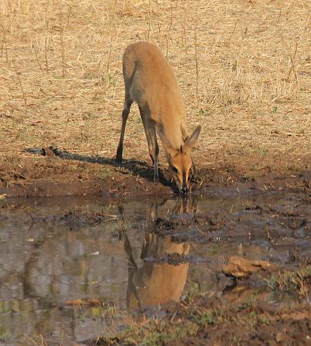Old Ursula Camp - Stanley and Livingstone private game reserve