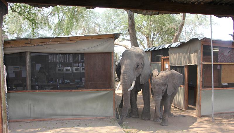 elephants at the bar - Ruckomechi Camp