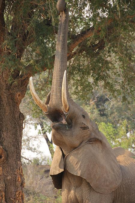 streching elephant, Ruckomechi, Zimbabwe