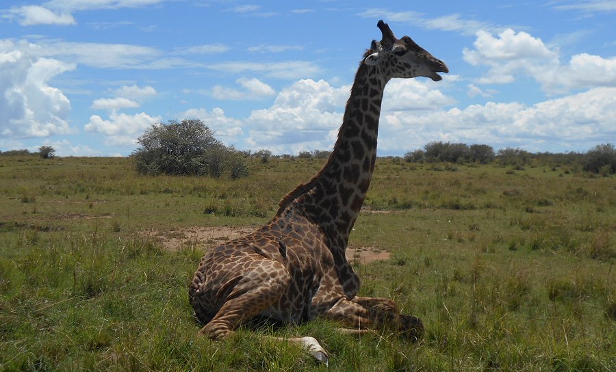 Giraffen